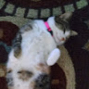 Meet your Posher, Abby